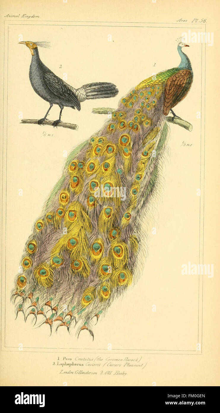 Questa illustrazione di "The Animal Kingdom" mostra l'organizzazione degli animali, fornendo un riferimento visivo per la classificazione degli animali e la biologia evolutiva. Foto Stock