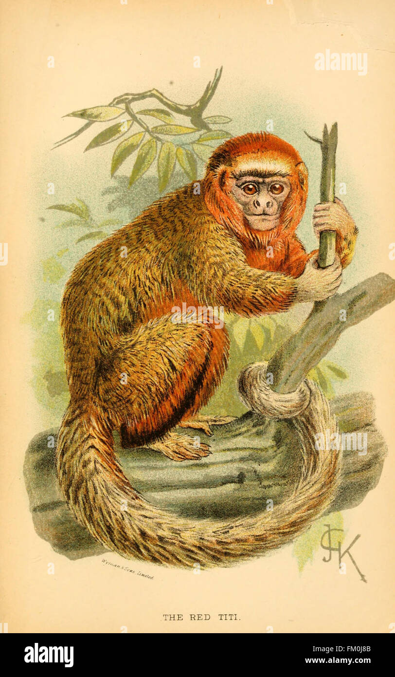 La placca XIV di "A Handbook to the Primates" offre illustrazioni dettagliate e descrizioni delle specie di primati, contribuendo alla ricerca sui primati e fornendo preziose informazioni sulla loro classificazione e comportamento. Foto Stock