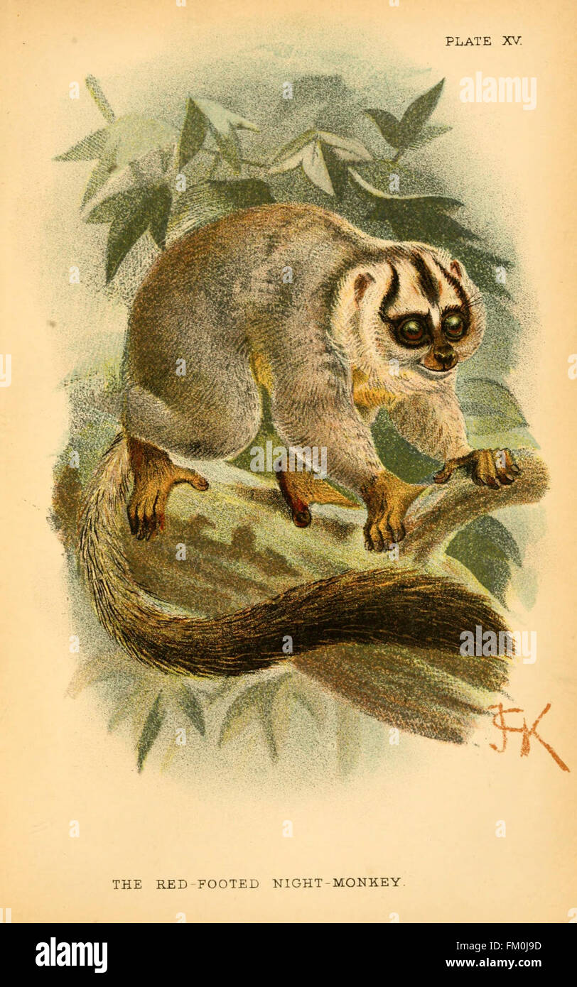 Un libro di riferimento sui primati, con la placca XV con illustrazioni di varie specie di primati e descrizioni dettagliate delle loro caratteristiche. Foto Stock