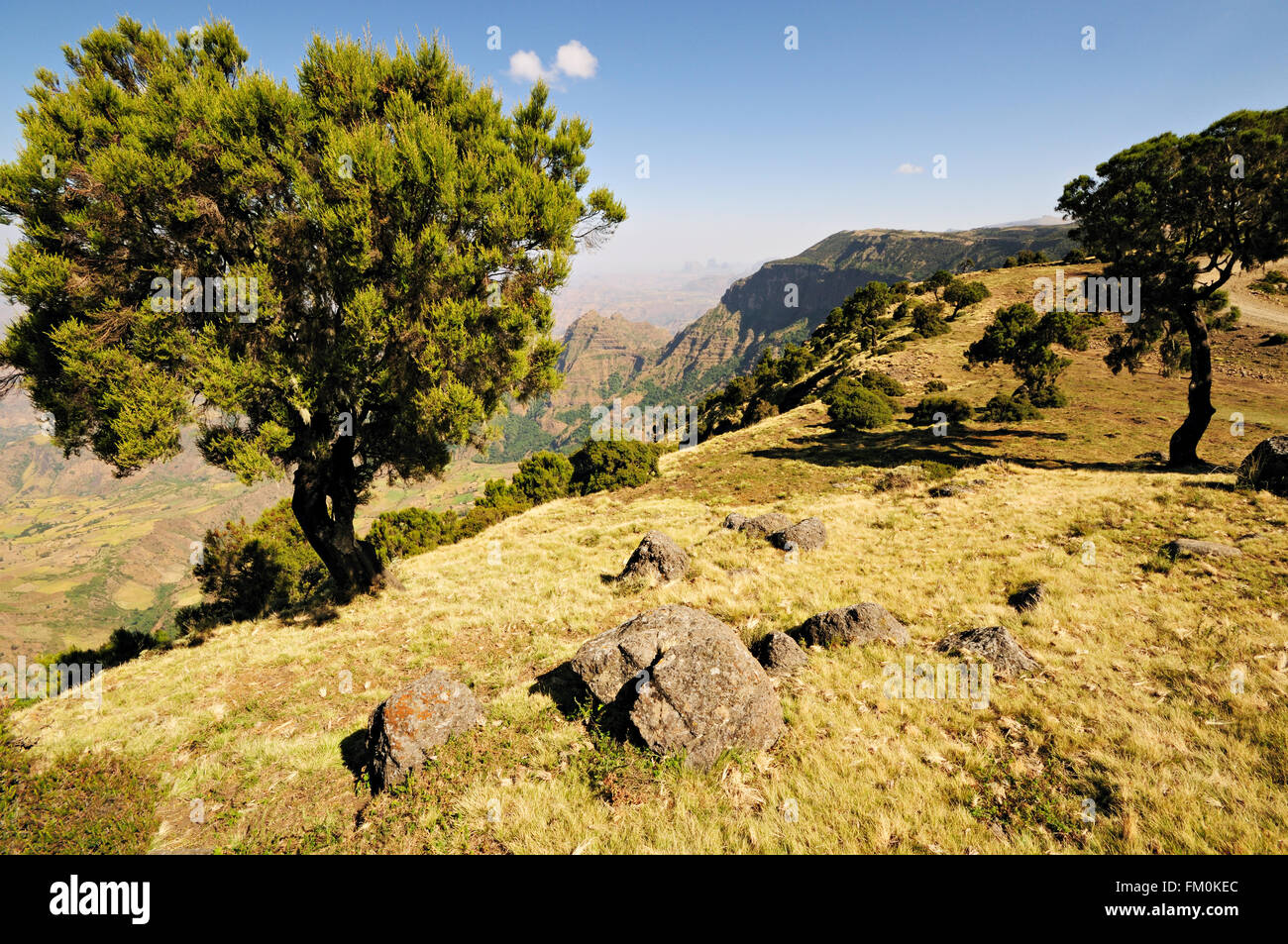 Alberi del Simien Mountains National Park, Amhara Region, Etiopia Foto Stock