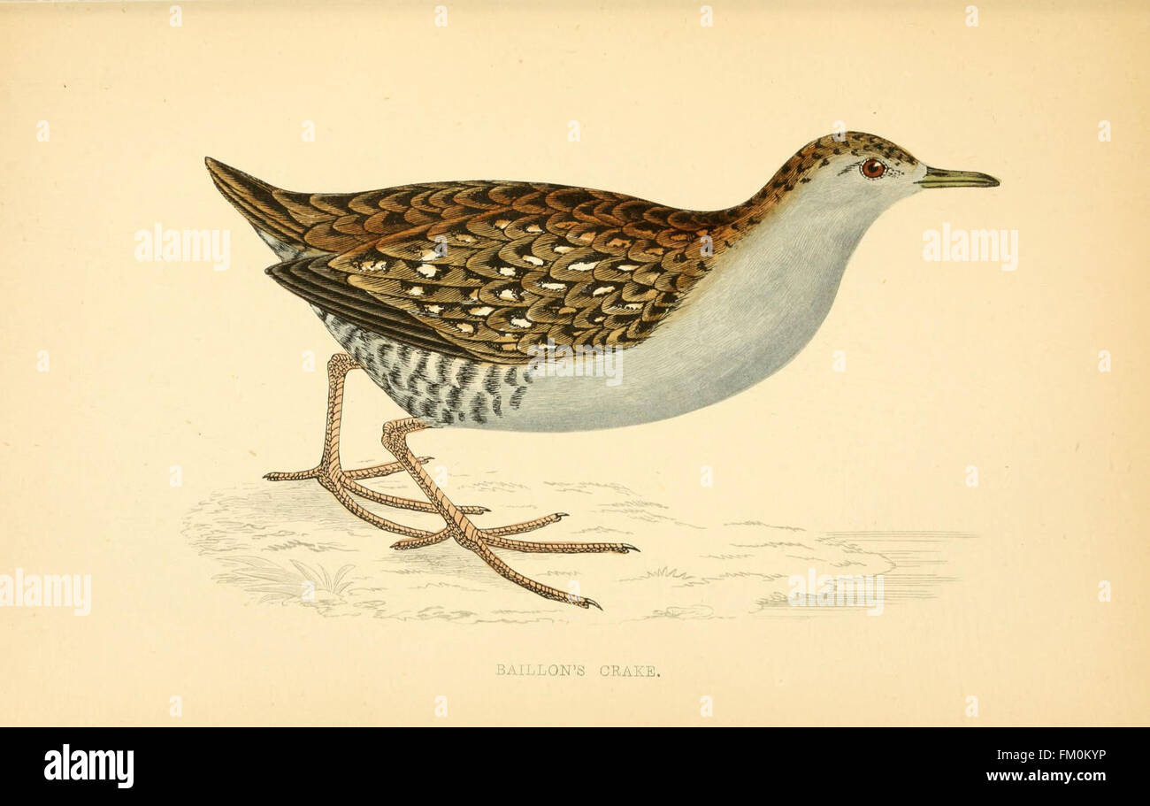 Questo lavoro esplora le varie specie di uccelli presenti in tutta la Gran Bretagna, concentrandosi sui loro habitat naturali, comportamenti e tassonomia. Serve come riferimento essenziale per il birdwatching e gli studi ornitologici nella regione. Foto Stock Questo lavoro esplora le varie specie di uccelli presenti in tutta la Gran Bretagna, concentrandosi sui loro habitat naturali, comportamenti e tassonomia. Serve come riferimento essenziale per il birdwatching e gli studi ornitologici nella regione. Foto Stock