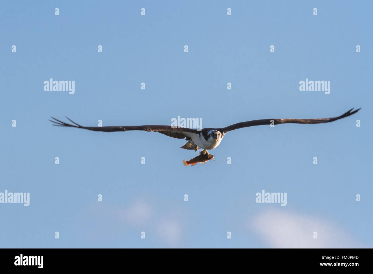 Osprey in volo portando un pesce Foto Stock