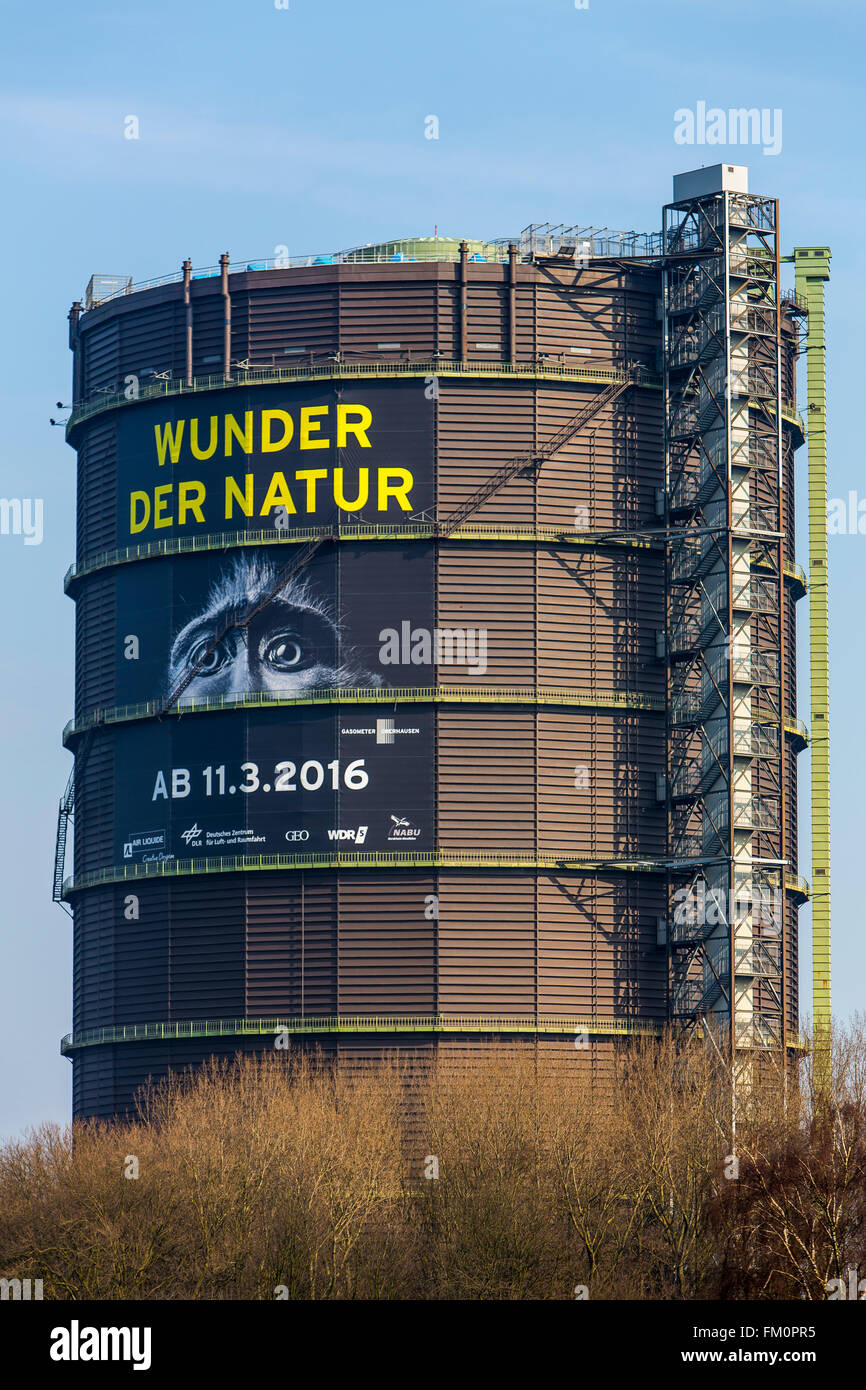 Il gasometro di Oberhausen, Germania, più alto d'Europa exhibition hall, 117 metri di altezza e il nuovo polo fieristico, meraviglie della natura, Foto Stock