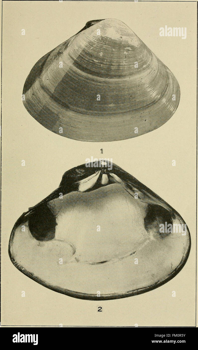 I prodotti commestibili vongole, cozze e capesante di California (1920) Foto Stock