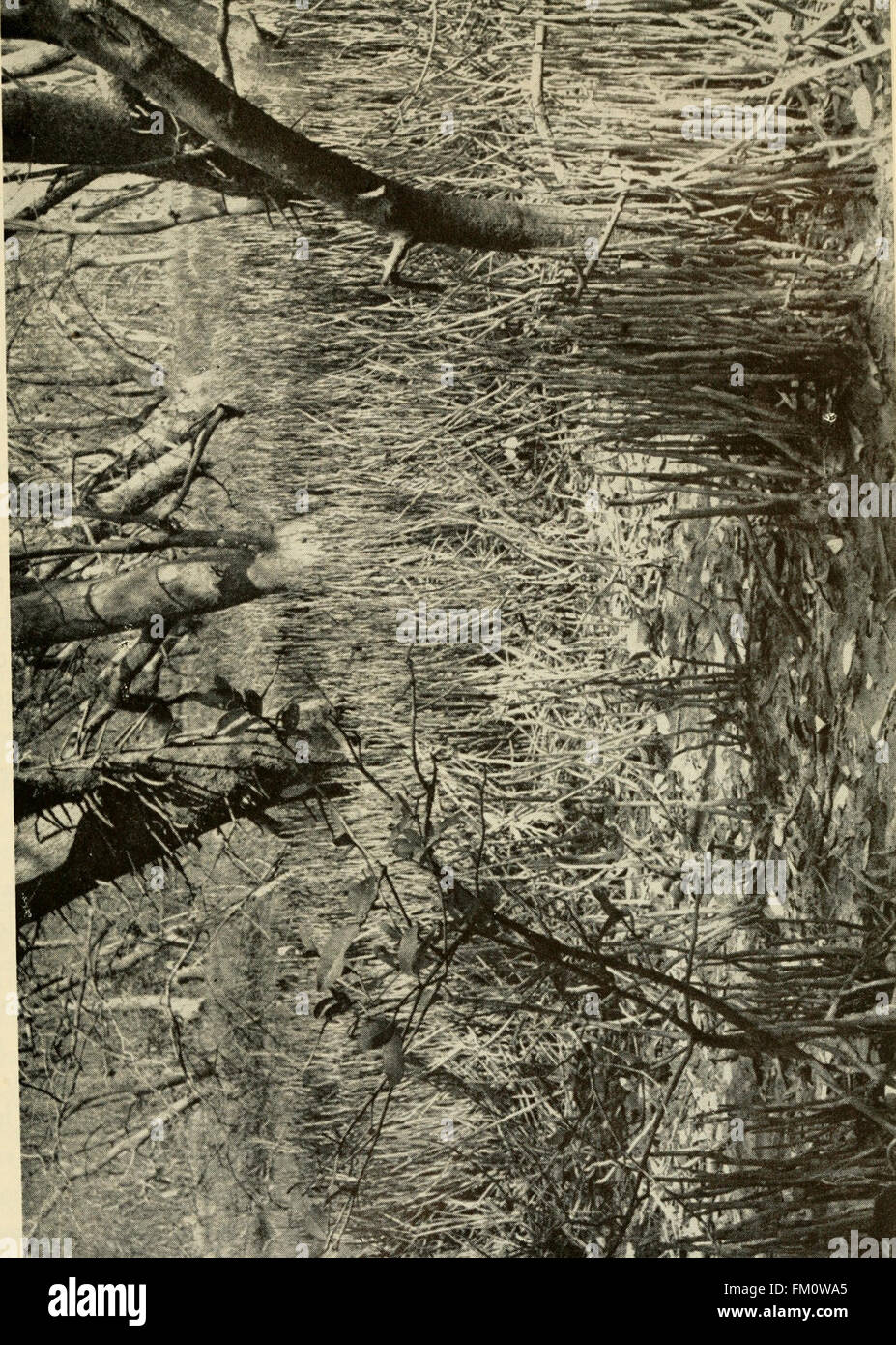 Questo studio del 1950 esamina la migrazione degli animali dal mare alla terra, analizzando i fattori evolutivi ed ecologici che influenzano queste transizioni tra le specie. Foto Stock