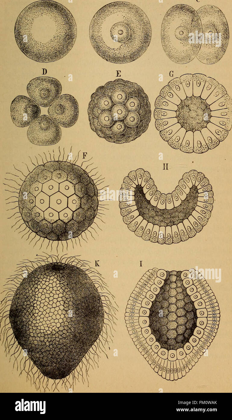 Questo lavoro esplora lo sviluppo e l'evoluzione degli esseri umani, concentrandosi sull'ontogenia e la filogenesi, con una discussione accessibile sulla biologia umana e la teoria evolutiva. Foto Stock
