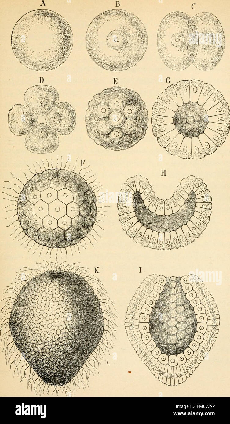Un'esposizione popolare di Ernst Haeckel sull'evoluzione umana, incentrata sull'ontogenia (sviluppo dell'individuo) e sulla filogenesi (storia evolutiva). Questo lavoro, del 1897, presenta idee chiave sull'evoluzione degli esseri umani sia da una prospettiva di sviluppo che storica. Foto Stock