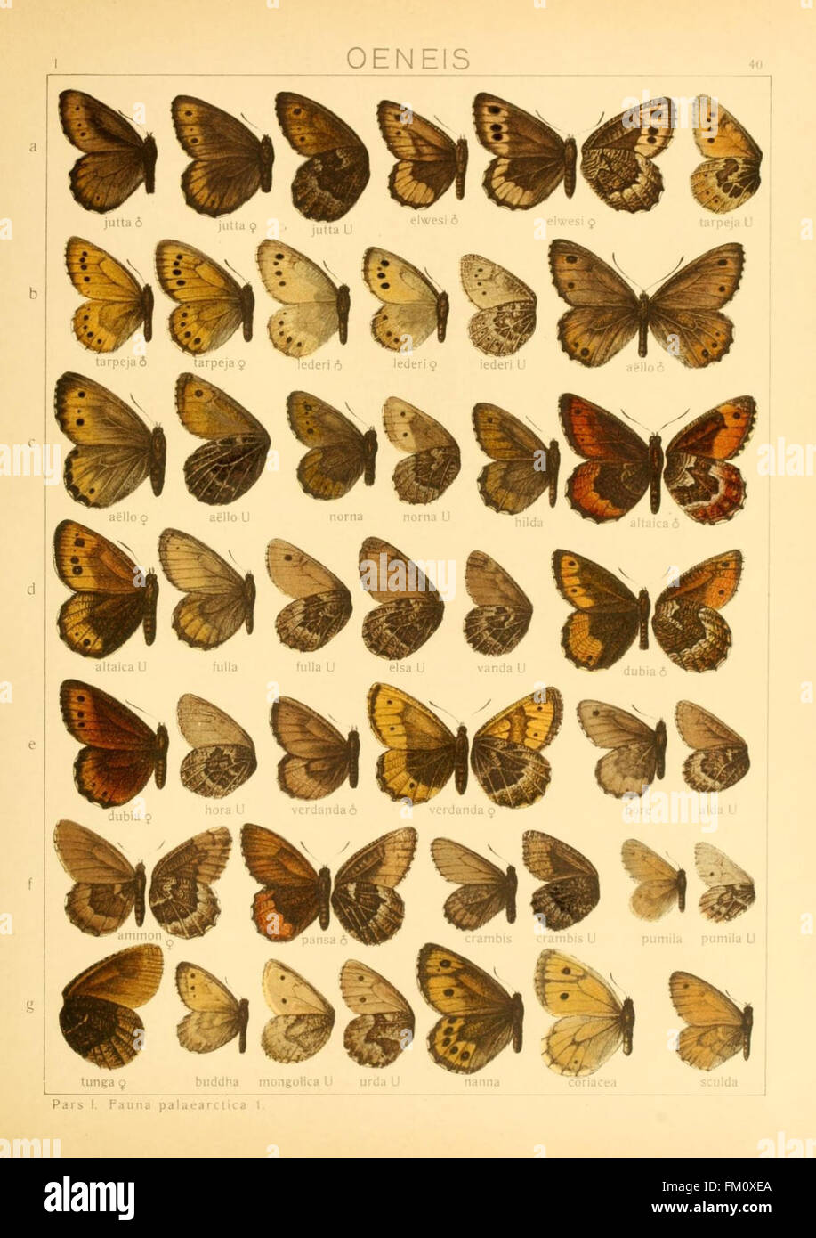 Il Macrolepidoptera del mondo (TAF. 40) Foto Stock