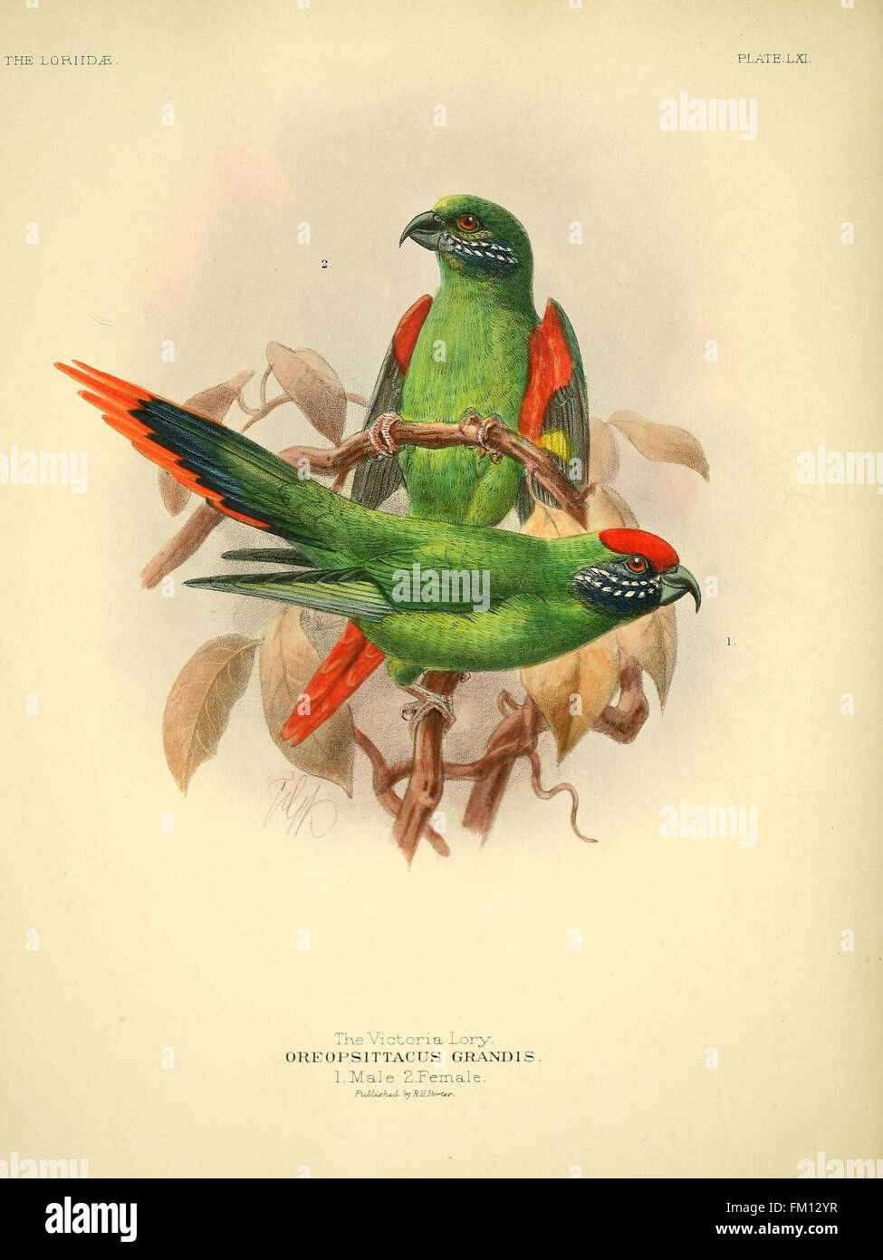 Questa monografia fornisce uno studio dettagliato delle lorie, un tipo di pappagallo noto per le loro lingue pennello. Include illustrazioni e descrizioni di diverse specie, concentrandosi sul loro comportamento, habitat e tassonomia. Foto Stock