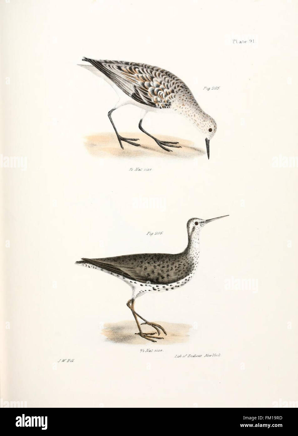 Uno studio zoologico della fauna selvatica di New York, con particolare attenzione alle specie autoctone, che fornisce informazioni sulla biodiversità e la storia naturale dello stato. Foto Stock