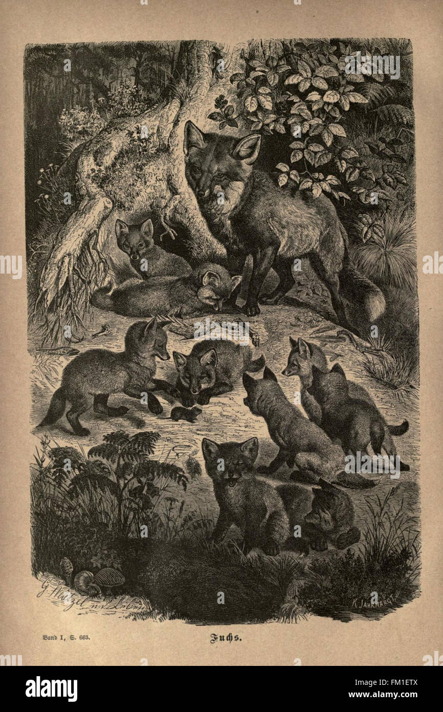 Questa placca del "Thierleben" (vita animale) di Brehm presenta un'illustrazione del comportamento degli animali, concentrandosi su specie specifiche e sulle loro interazioni all'interno degli ecosistemi. Foto Stock