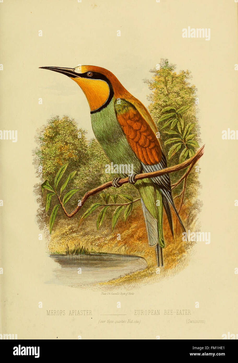 Un'illustrazione tratta dal "Libro degli uccelli di Cassell" che mostra una varietà di specie di uccelli, con descrizioni dettagliate delle loro caratteristiche e habitat. Questo lavoro serve come riferimento per il birdwatching e gli studi aviari. Foto Stock Un'illustrazione tratta dal "Libro degli uccelli di Cassell" che mostra una varietà di specie di uccelli, con descrizioni dettagliate delle loro caratteristiche e habitat. Questo lavoro serve come riferimento per il birdwatching e gli studi aviari. Foto Stock