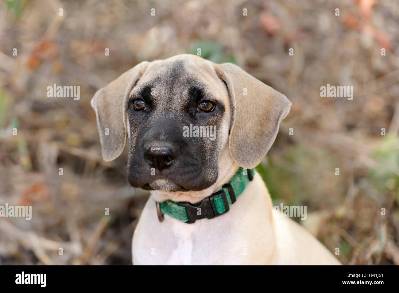 Grazioso cucciolo è un adorabile cane all'esterno guardando a voi con la sua faccia buffa. Foto Stock