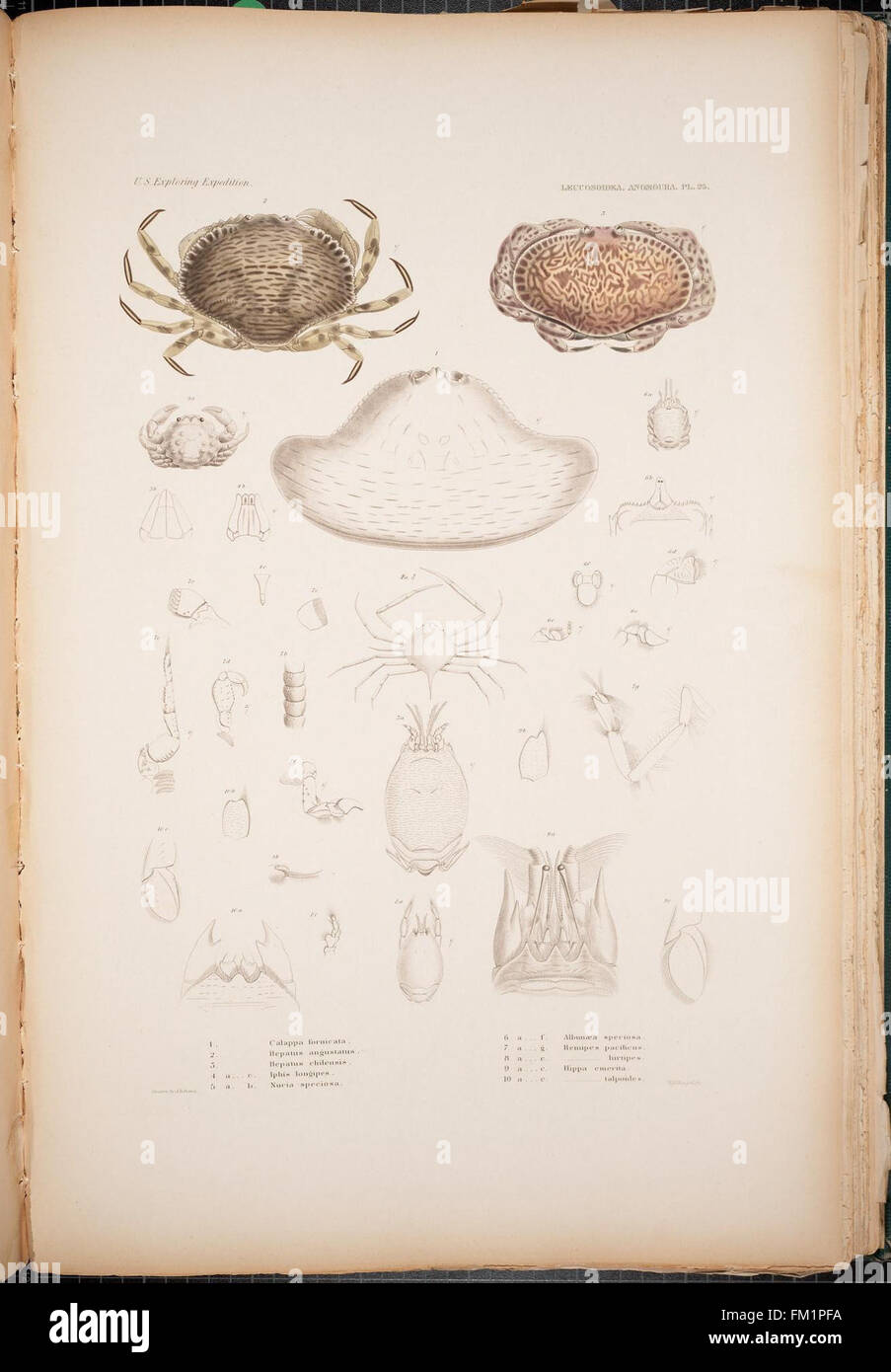 La lastra 25 della serie "Crustacea" illustra varie specie di crostacei, fornendo informazioni sulla loro classificazione biologica e sul ruolo ecologico nella zoogeografia. Foto Stock