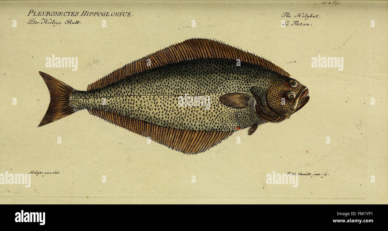 D. Marcus Elieser Bloch, ausC3BCbenden Arztes zu Berlin ... C396konomische Naturgeschichte der Fische Deutschlands (Tafel 47) Foto Stock