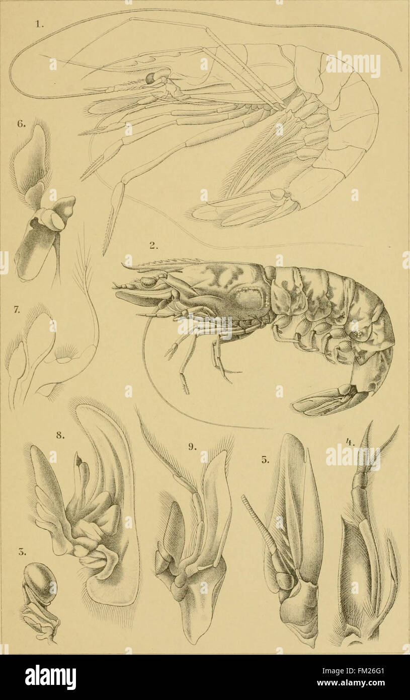 Questo lavoro del Dr. H.G. Bronn fornisce una dettagliata classificazione del regno animale, illustrata con descrizioni scientifiche, offrendo un approccio sistematico alla tassonomia animale. Foto Stock