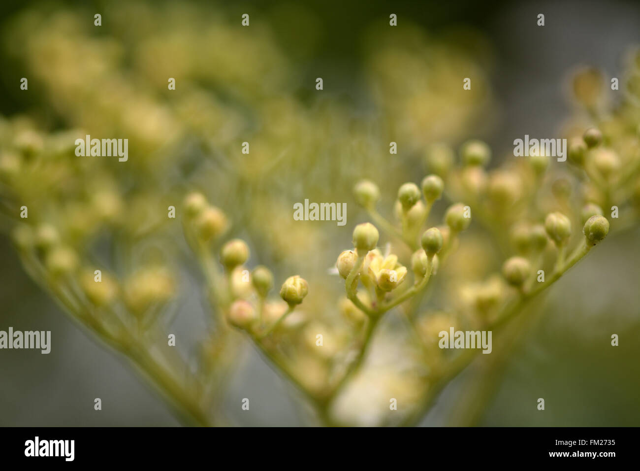 Di sambuco (Sambucus nigra). In prossimità di fiori di albero in famiglia Adoxaceae, utilizzato per preparare e mangiare le bevande e liquori Foto Stock