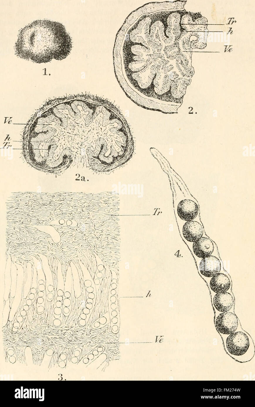 *Kryptogamen-Flora von Deutschland, Österreich und der Schweiz* (1897) di Dr. L. Rabenhorst presenta la flora dei criptogami in Germania, Austria e Svizzera, concentrandosi su piante non vascolari come felci e muschi. Foto Stock