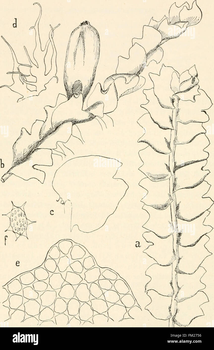 Il lavoro del Dr. L. Rabenhorst sulle criptogami di Germania, Austria e Svizzera pubblicato nel 1906, si concentra su piante non vascolari come muschi, ververververververgini e licheni. Foto Stock