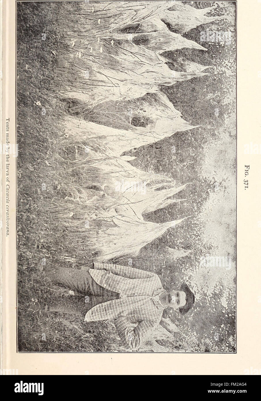 Entomologia economica per l'agricoltore. (1896) Foto Stock