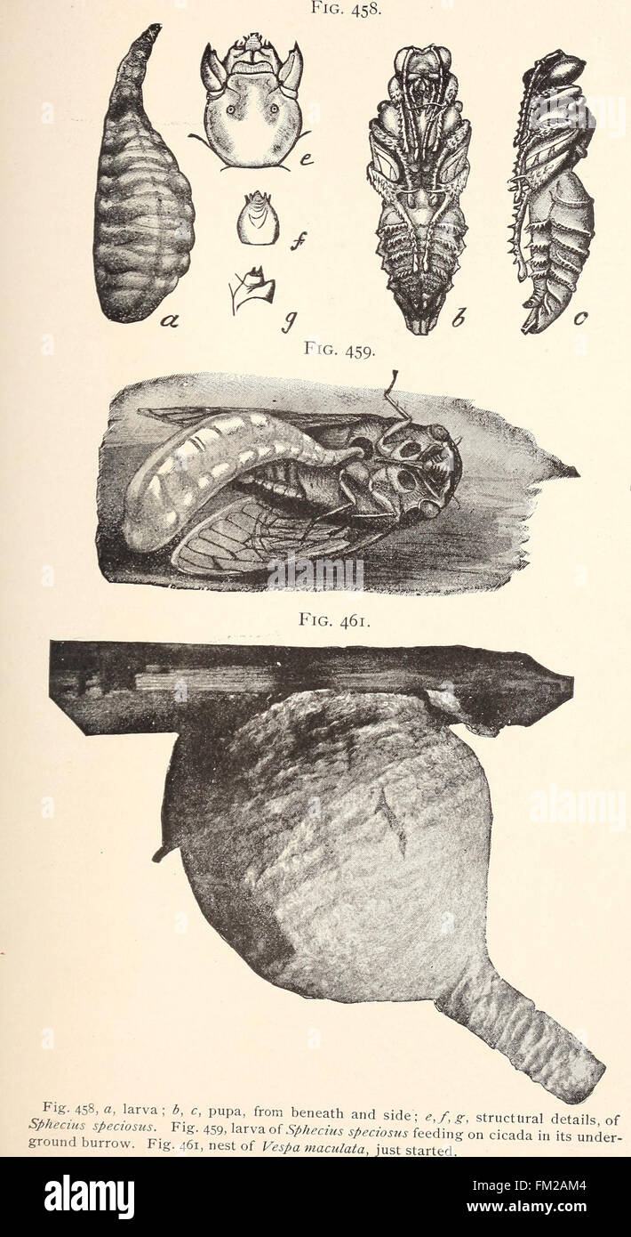 Entomologia economica per l'agricoltore. (1896) Foto Stock