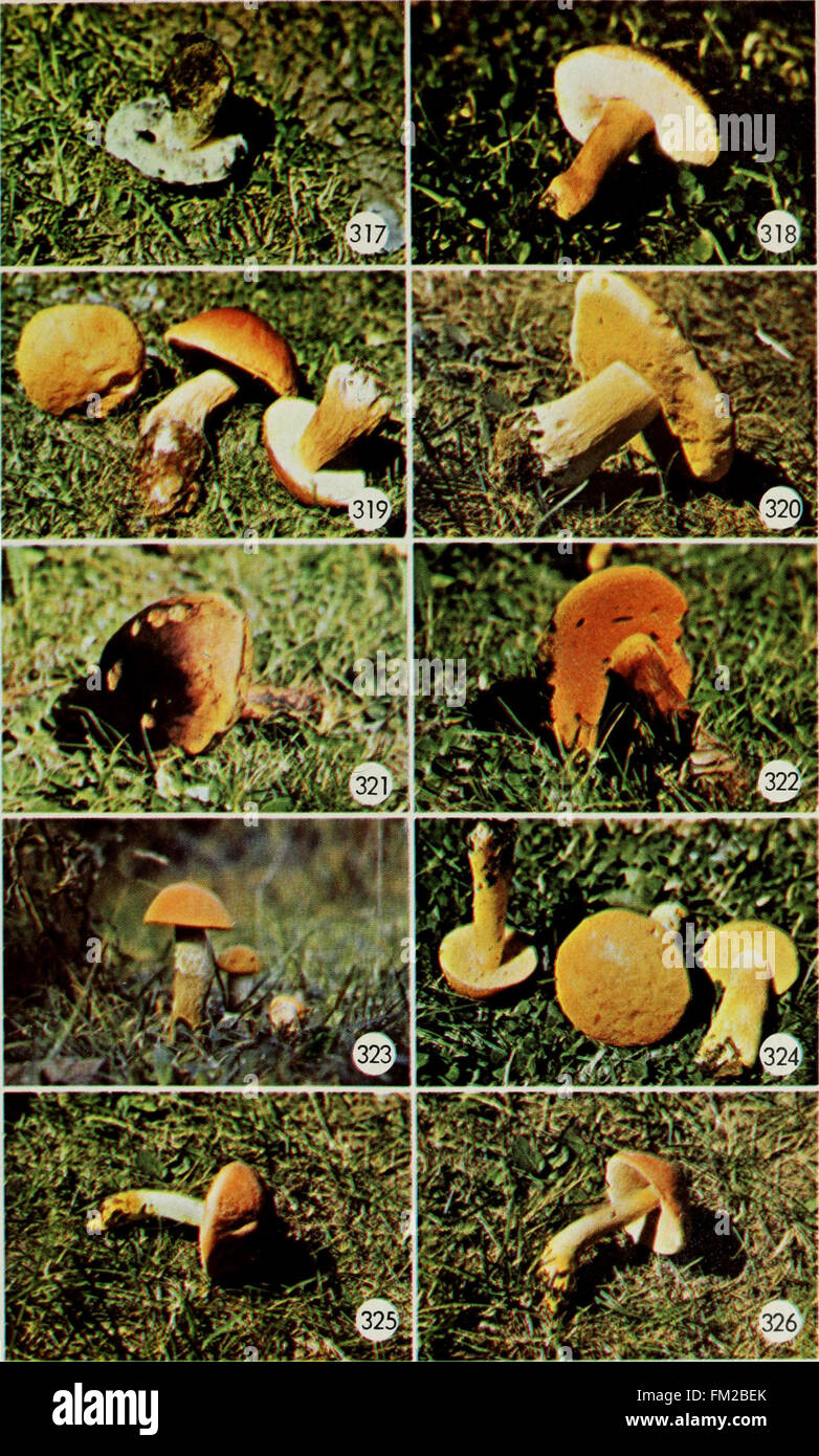 *Funghi commestibili e velenosi del Canada* (1979) fornisce una guida essenziale per identificare funghi commestibili e velenosi presenti in Canada. Offre descrizioni dettagliate, illustrazioni e consigli sulla sicurezza, volti a garantire un'alimentazione sicura dei funghi e la consapevolezza dei potenziali rischi. Foto Stock