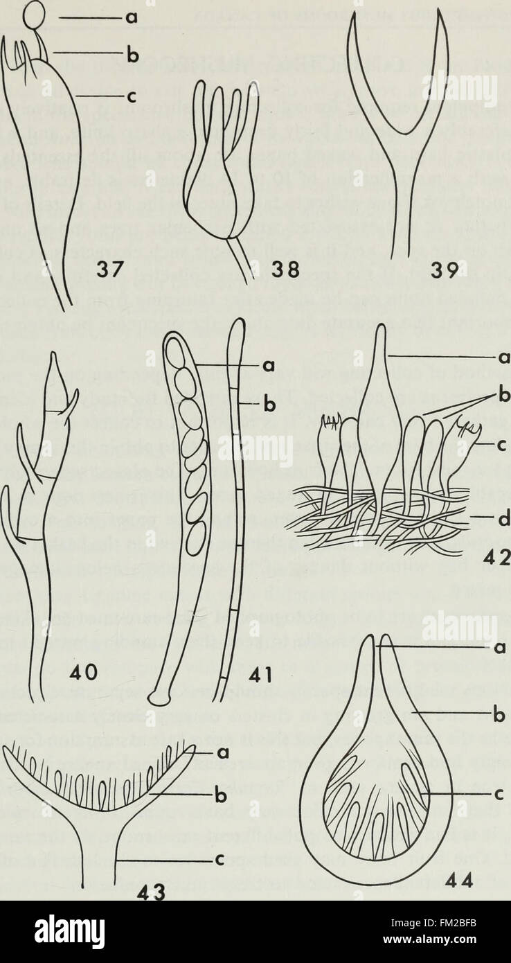 Funghi commestibili e velenosi del Canada (1979) è una guida per identificare le varie specie di funghi presenti in tutto il Canada. Il lavoro distingue tra varietà commestibili e velenose, fornendo informazioni cruciali per il foraggiamento dei funghi. Foto Stock