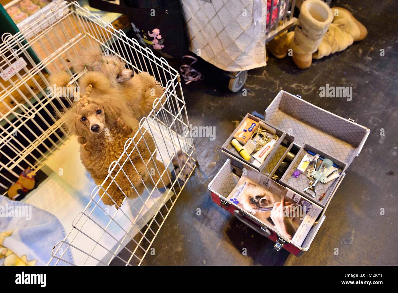 Birmingham, Gran Bretagna. Decimo Mar, 2016. Due gatti giocattolo sono visibili nelle loro gabbie al Crufts dog show a Birmingham, Inghilterra, 10 marzo 2016. L'annuale evento di quattro giorni, aperto giovedì, è uno dei più grandi del mondo. Credito: Ray codolo/Xinhua/Alamy Live News Foto Stock