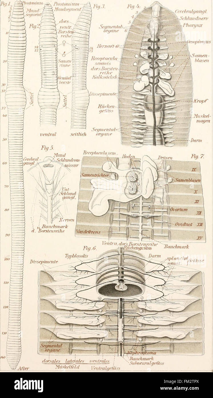 Un'opera tedesca del 1896 che fornisce un corso fondamentale di anatomia zoologica, con lezioni sulla struttura e la funzione di vari corpi animali. Foto Stock
