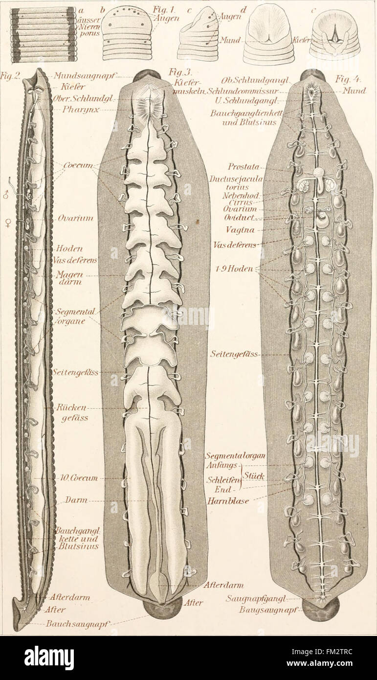 Questo lavoro del 1896 fornisce un corso introduttivo sull'anatomia zoologica (zootomia), tenuto in quindici lezioni, incentrato sulla struttura e la funzione dei corpi animali. Foto Stock