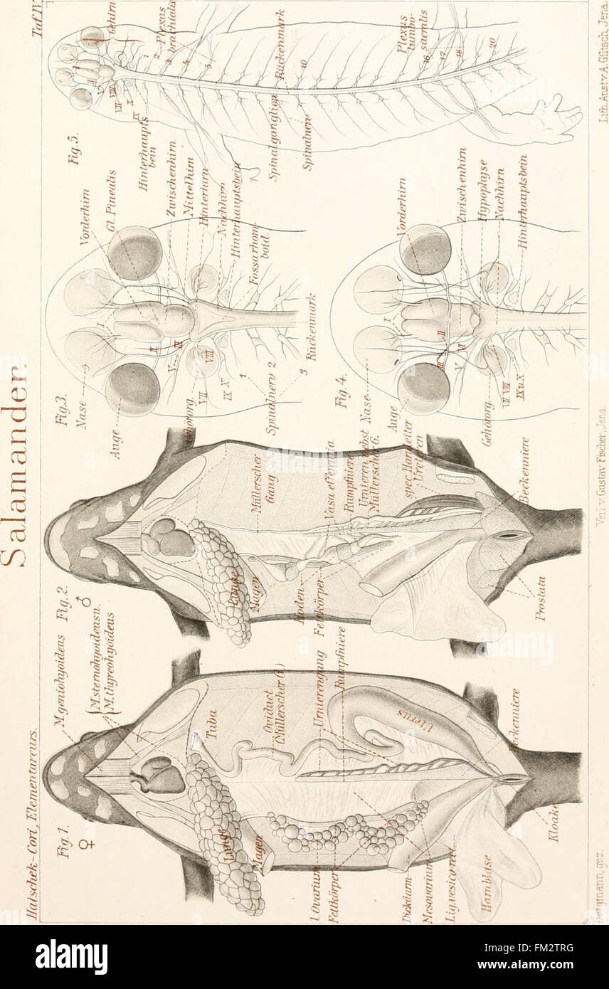 *Elementarcurs der Zootomie in Fünfzehn Vorlesungen* (1896) fornisce un corso di base in anatomia zoologica attraverso quindici lezioni, offrendo approfondimenti essenziali sulla struttura animale e la fisiologia. Foto Stock