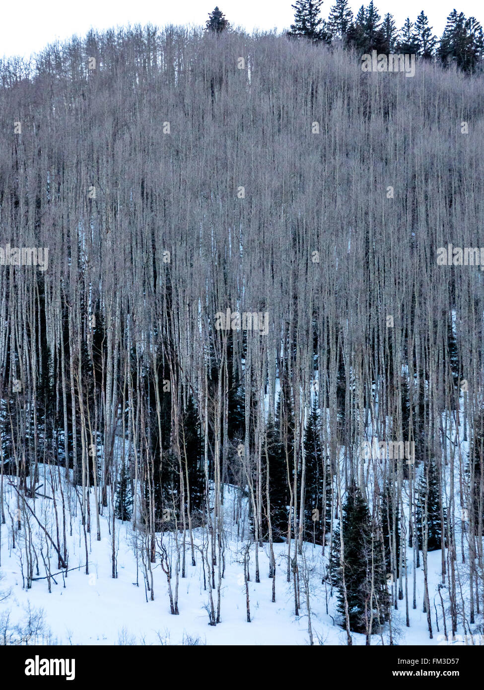 Aspen foresta in inverno con pochi alberi sempreverdi miscelati in Foto Stock