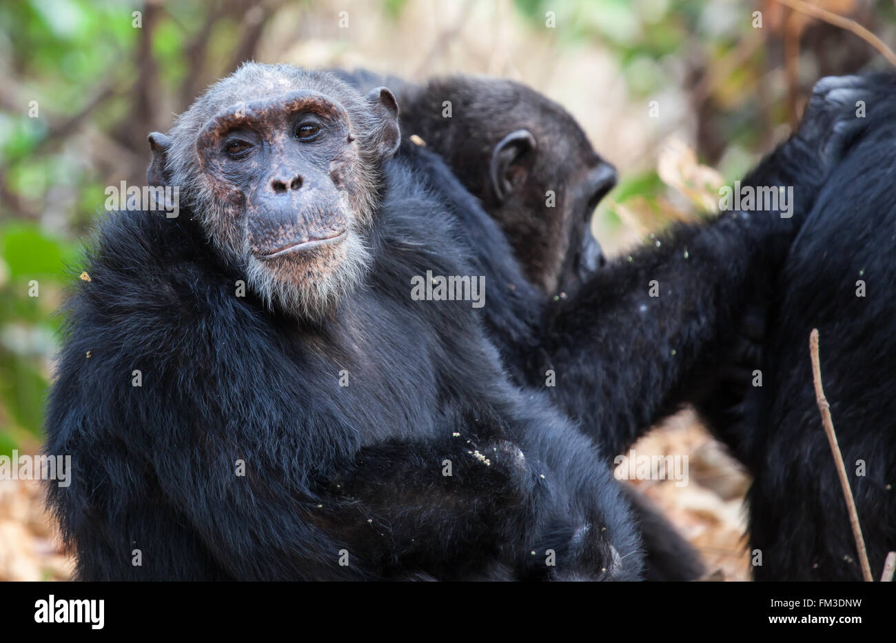 Il vecchio saggio chimp a destra del maschio dominante e in posa per la fotocamera Foto Stock
