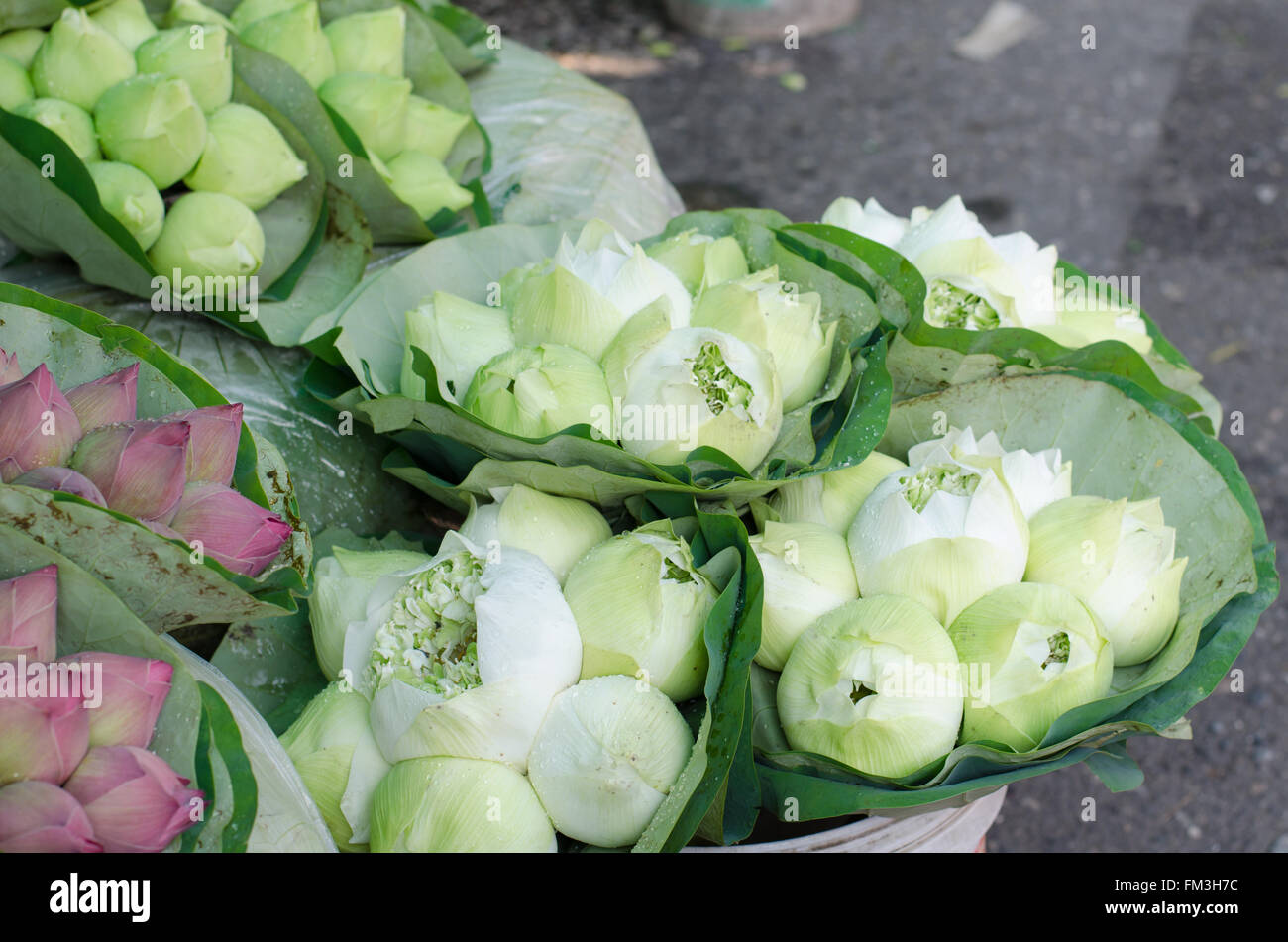 Fresh lotus bud bouquet nel mercato dei fiori (Pak Klong Talad, Thailandia) Foto Stock