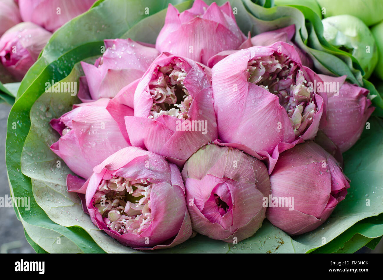 Fresh lotus bud bouquet nel mercato dei fiori (Pak Klong Talad, Thailandia) Foto Stock
