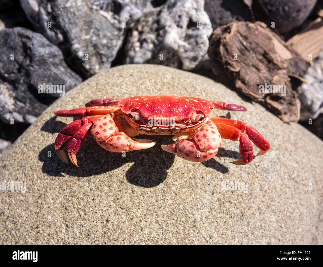 Granchio rosso su roccia Foto Stock