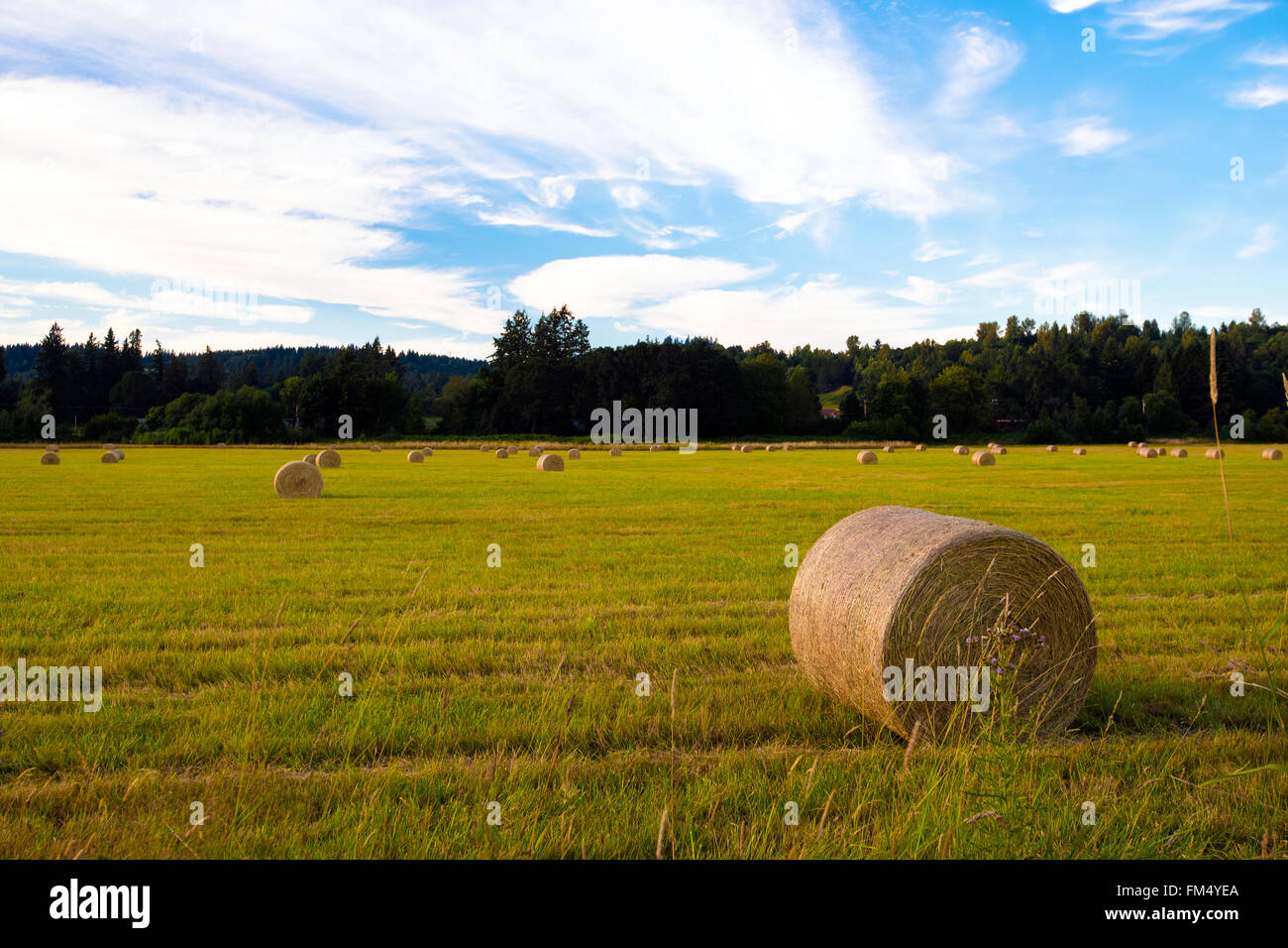 Giallo-verde prato con taglio di erba arrotolata in un grande rotoli cilindrici e a sinistra sul prato per la completa essiccazione del fieno compressa. Foto Stock