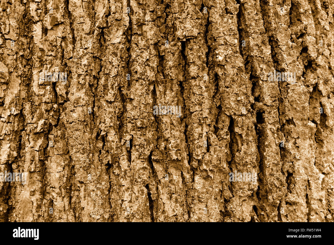 Close up di grossa cedro himalayana di corteccia di albero in tonalità seppia Foto Stock