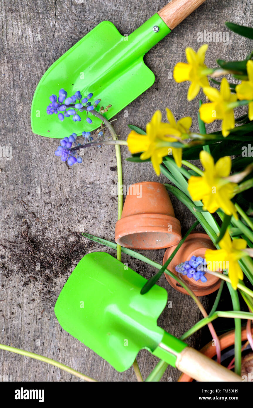 Colorata little utensili da giardinaggio con fiori di primavera sulla tavola in legno Foto Stock