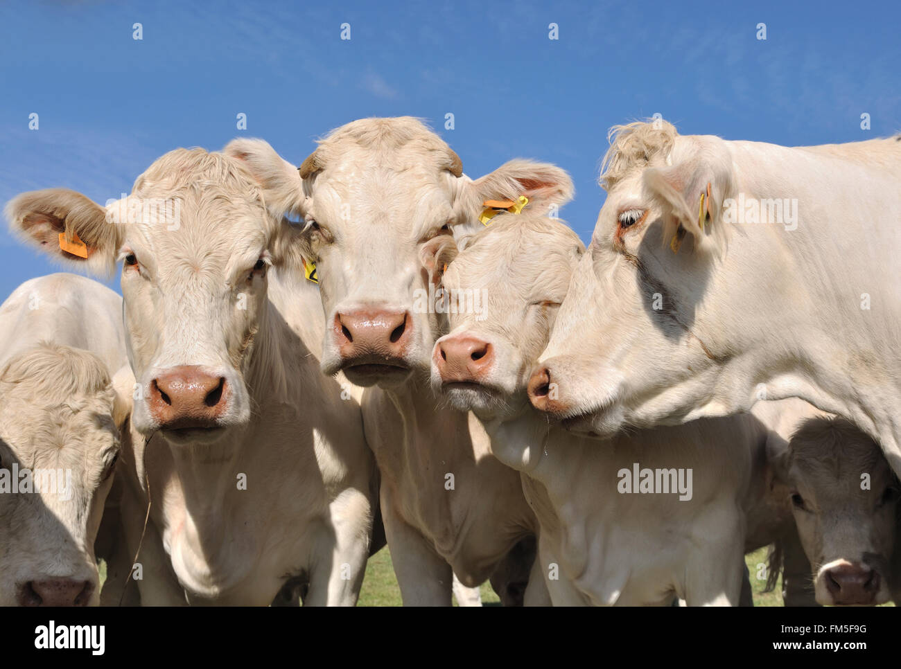 Ritratto di Charolais vacche e vitelli affettuoso Foto Stock