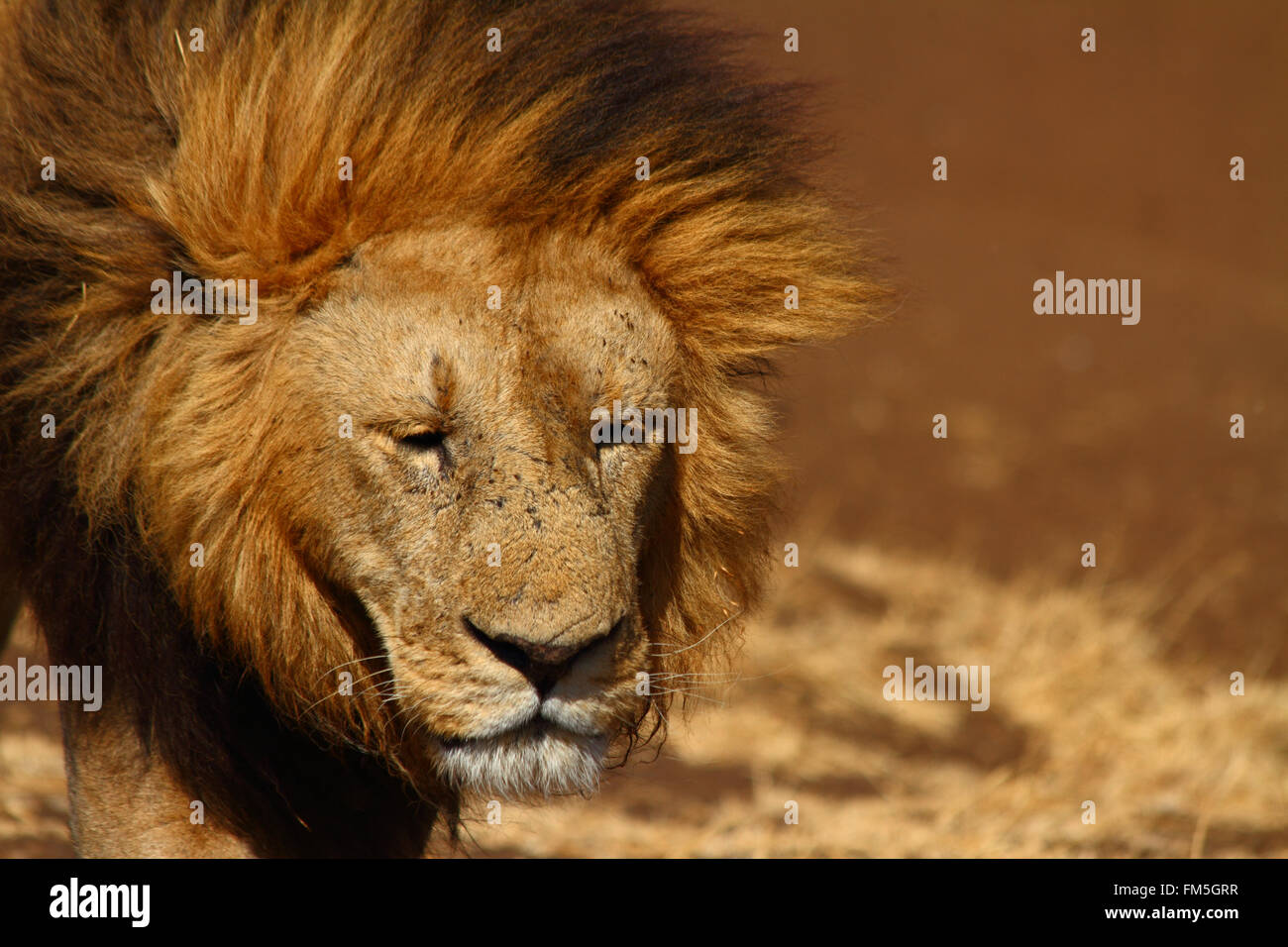 Un leone con un espressione triste guarda verso la telecamera Foto Stock