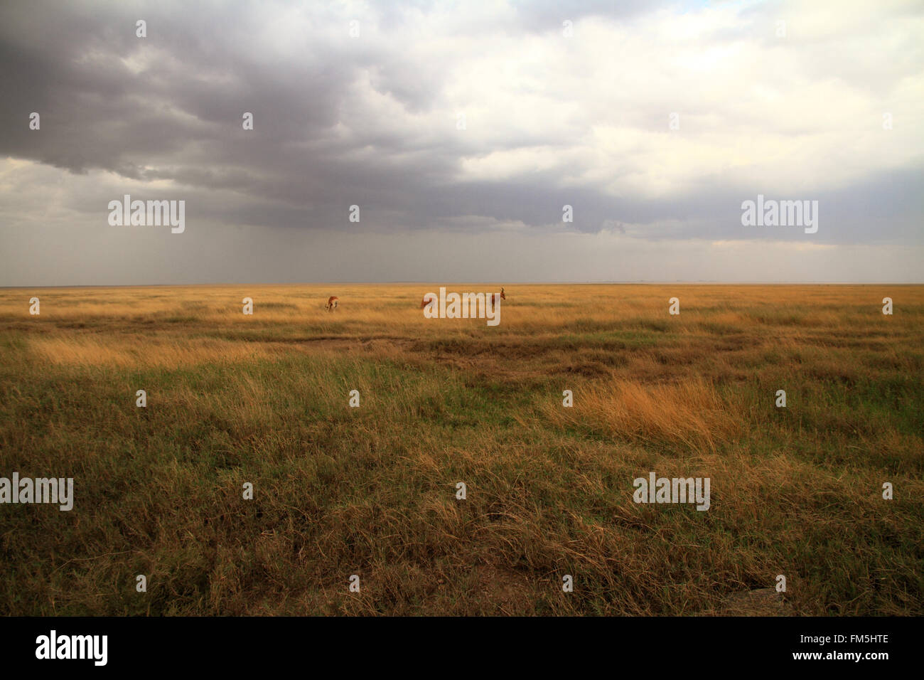 Pianure del Serengeti con Jackson, hartebeest e tempesta in arrivo Foto Stock