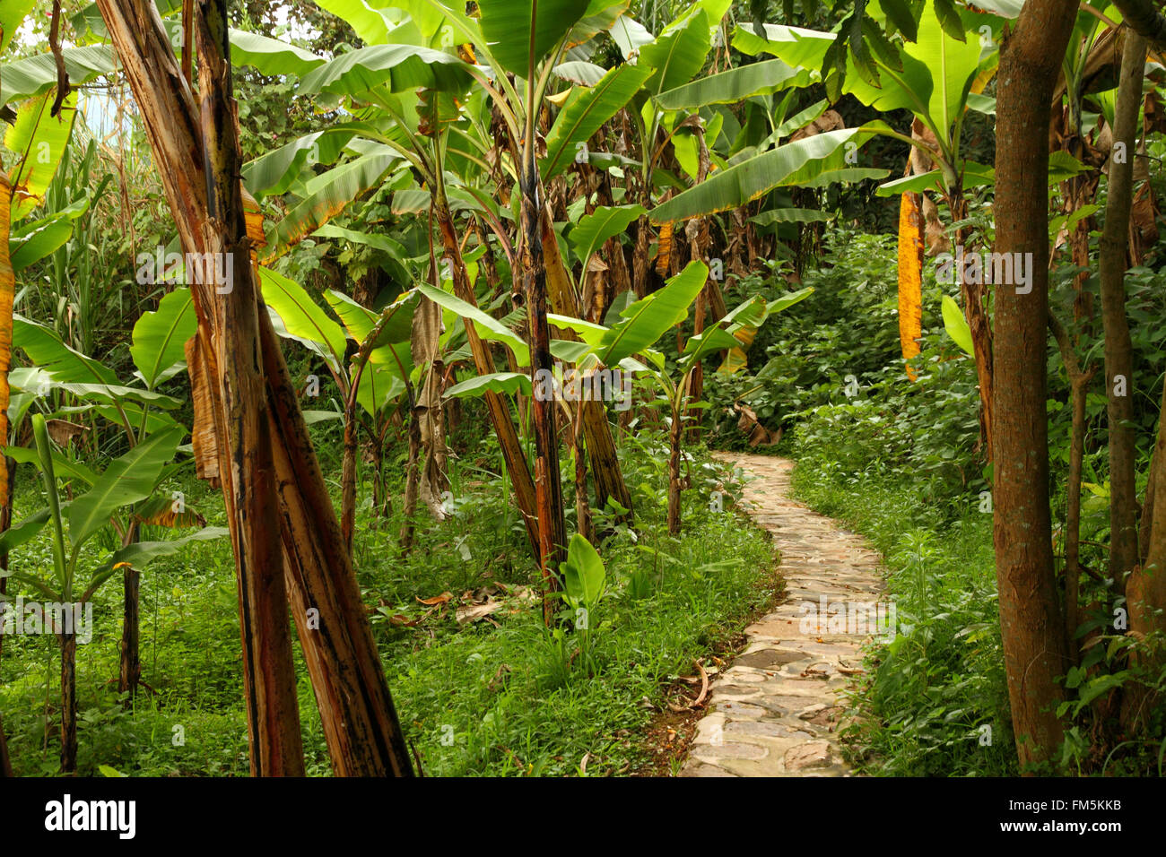 Un sentiero in pietra attraverso una giungla tropicale di alberi e cespugli Foto Stock