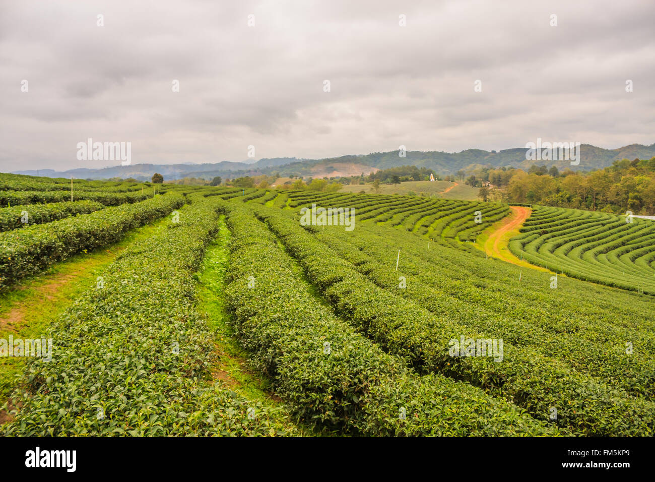 Choui Fong la piantagione di tè Foto Stock