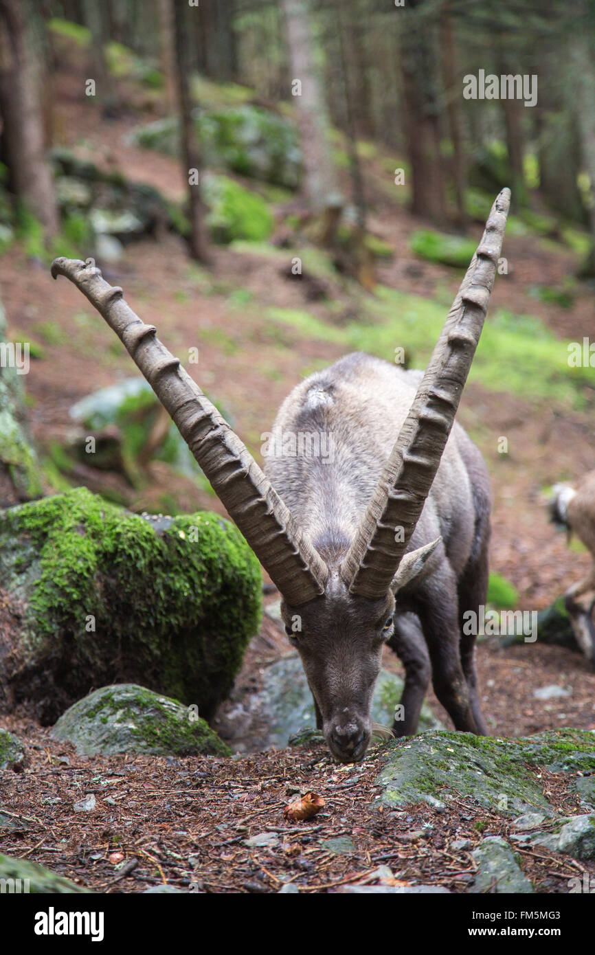 Primo piano di un maschio di stambecco, Capra ibex, con le sue enormi corna ricurve Foto Stock