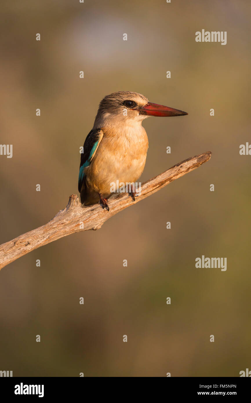 Marrone-incappucciati kingfisher (Halcyon albiventris), Zimanga riserva privata, KwaZulu-Natal, Sud Africa Foto Stock