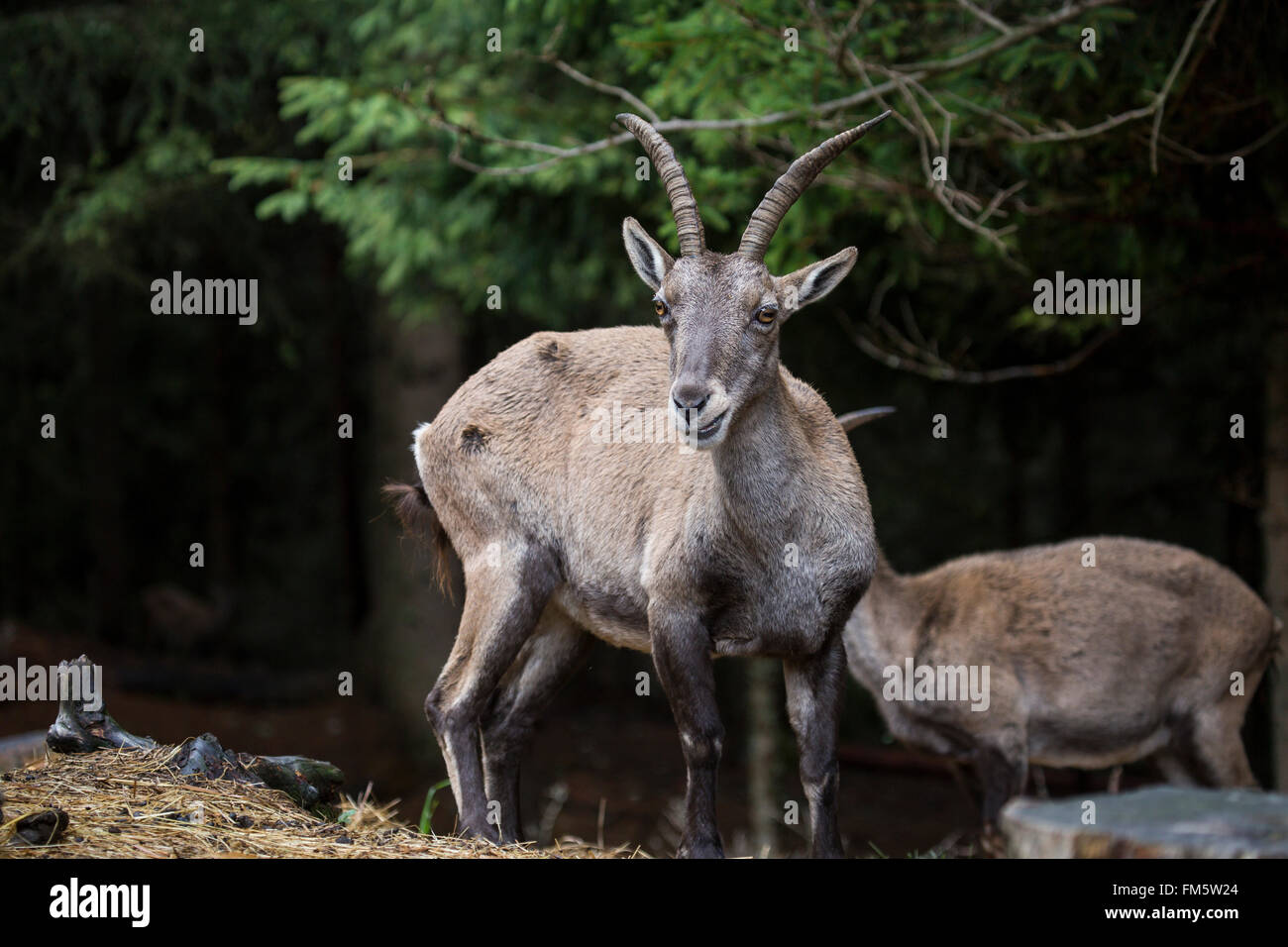 Giovani alpine ibex, Capra ibex, in un bosco. Questa specie di capra selvatica che vive nelle montagne delle Alpi europee Foto Stock