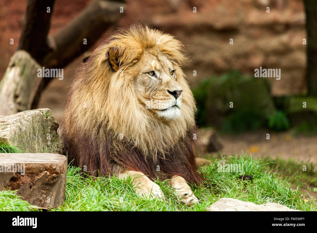 Lion si trova su erba e guarda a destra Foto Stock