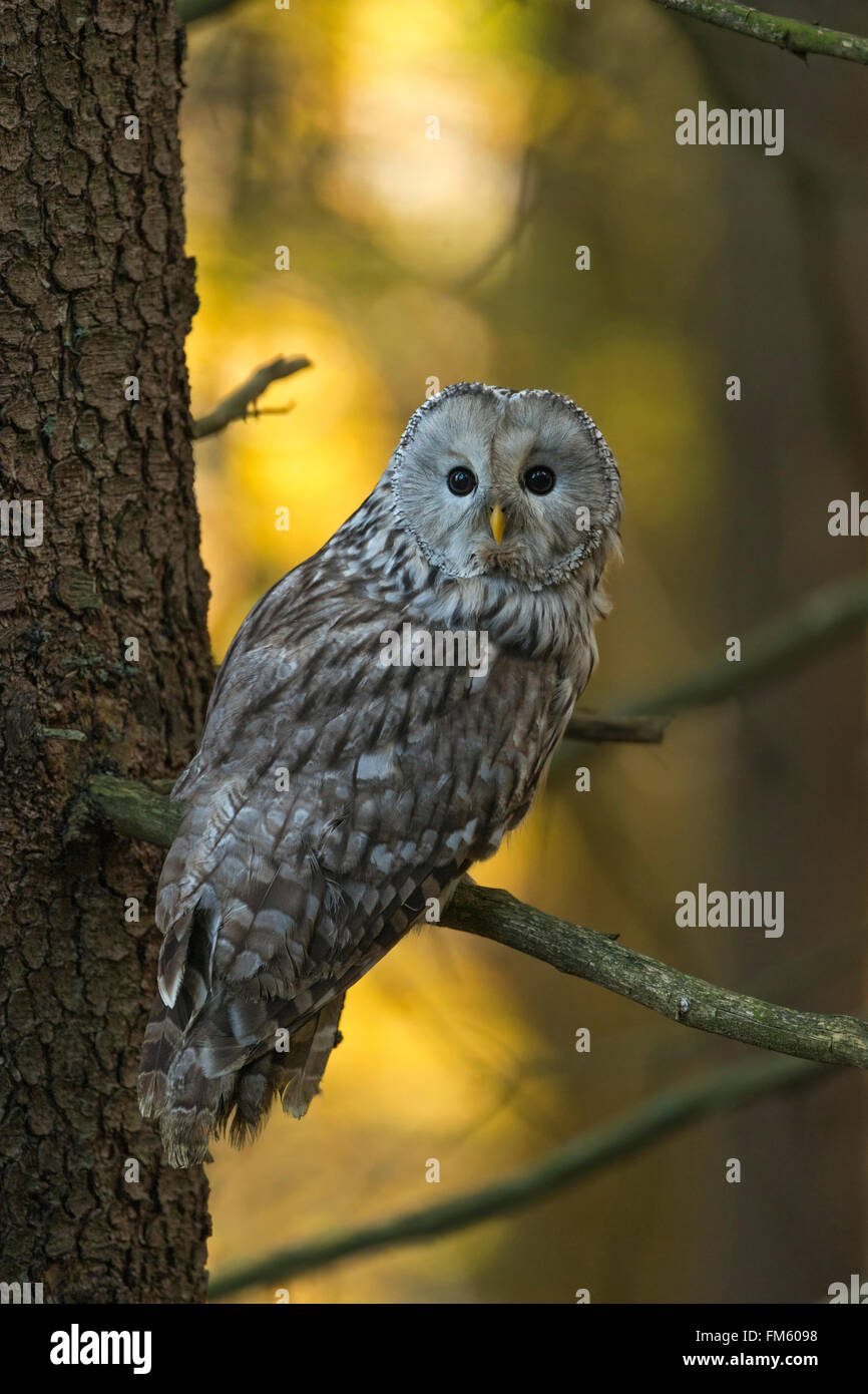 Ural Owl / Habichtskauz ( Strix uralensis ) arroccata su una conifera, la calda luce del sole risplende attraverso i boschi. Foto Stock