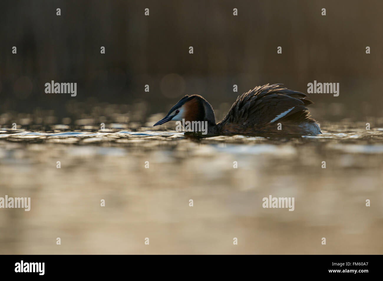 Great Crested Grebe / Haubentaucher ( Podiceps cristatus ) si arriccia le sue piume, apre le ali come parte del suo corteggiamento, la fauna selvatica, l'Europa. Foto Stock